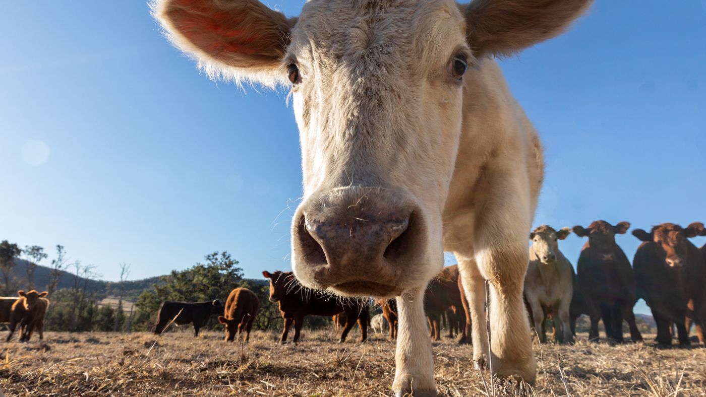 A close up photograph of a white cow with its nose placed close to the camera lense.