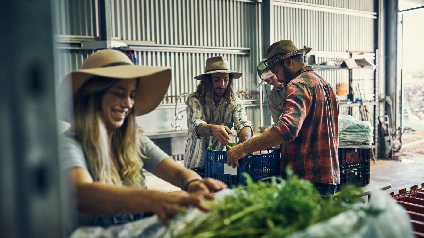 Farm workers packing vegetables in crates in a shed